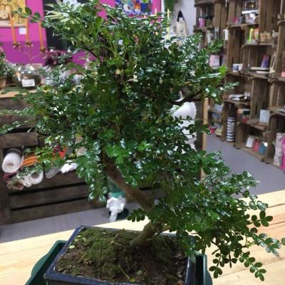 Loja Rosa Viva - Flores & Presentes